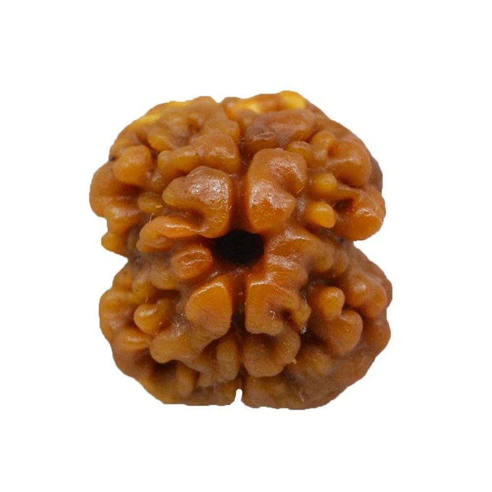 2 Mukhi Rudraksha (Two Faced Rudraksha) – Benefits for Harmony & Relationships