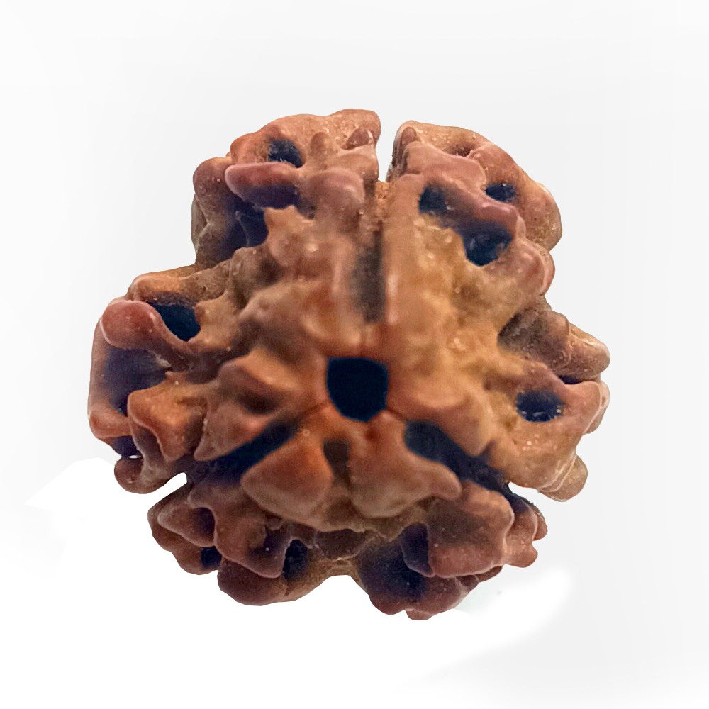 3 Mukhi Rudraksha (Three Faced Rudraksha)