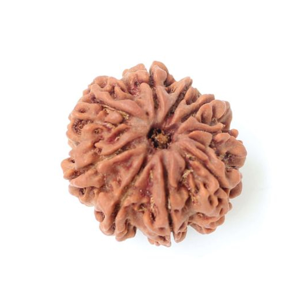 9 Mukhi Rudraksha (Nine Faced Rudraksha) – Power, Protection & Fearlessness