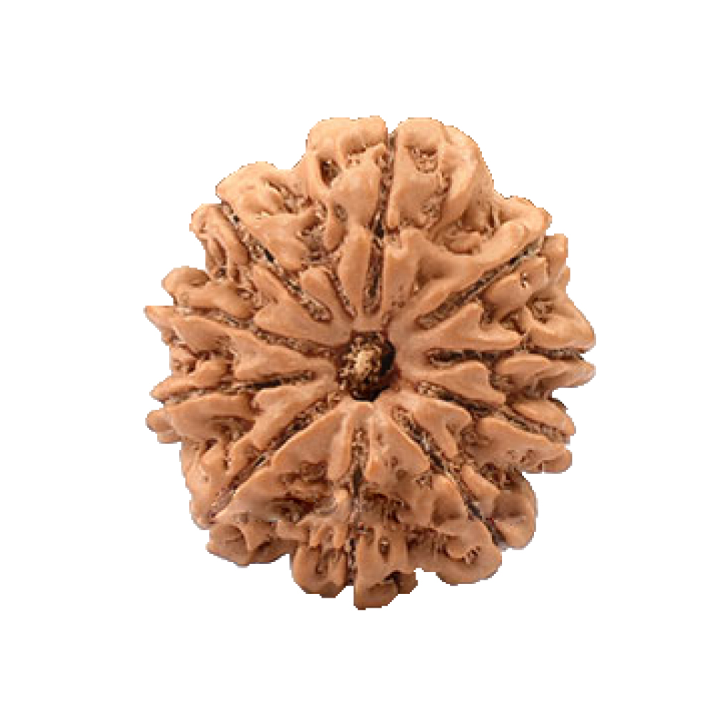 10 Mukhi Rudraksha (Ten Faced Rudraksha) – Protection from Negativity & Doshas