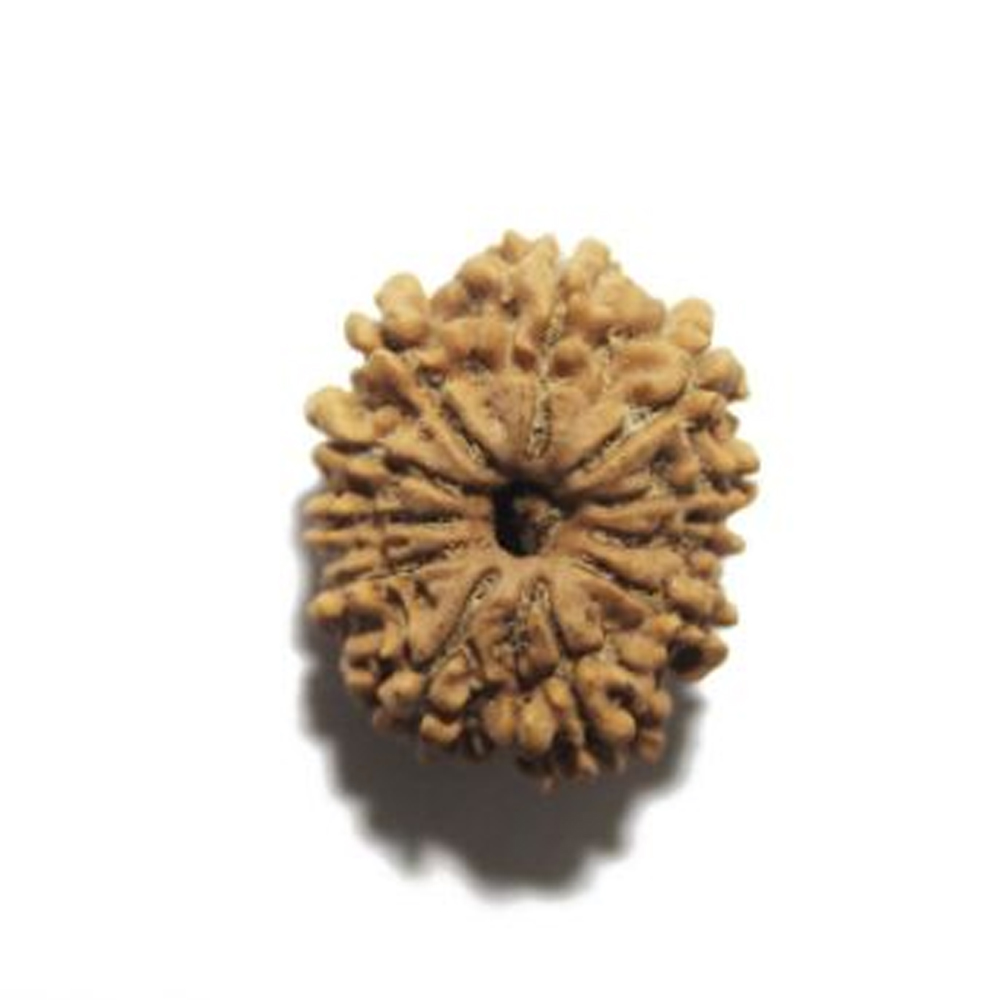 11 Mukhi Rudraksha (Eleven Faced Rudraksha) – Strength, Wisdom & Leadership